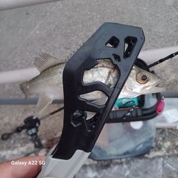 セイゴ（マルスズキ）