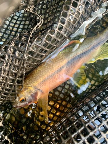 ウグイの釣果