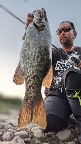 スモールマウスバスの釣果