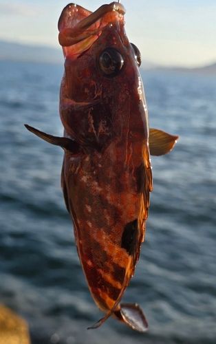 キジハタの釣果