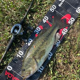 ラージマウスバス