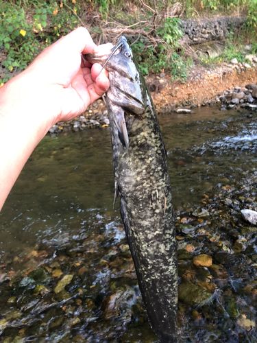 ニホンナマズの釣果