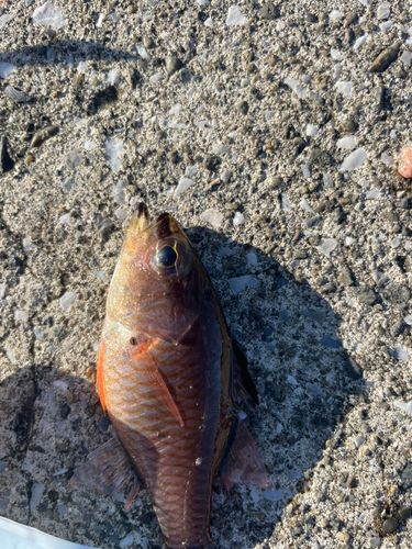 ネンブツダイの釣果