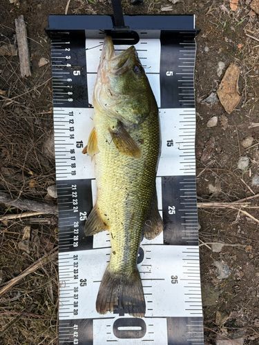 ブラックバスの釣果