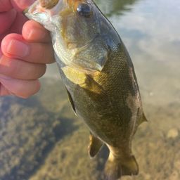 スモールマウスバス