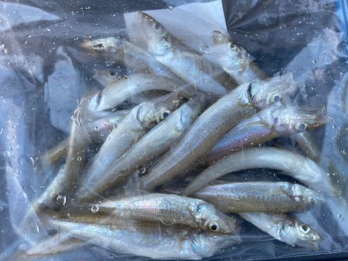 キスの釣果
