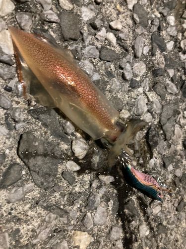 ケンサキイカの釣果