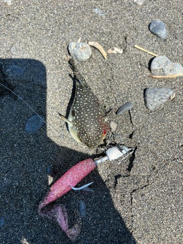 クサフグの釣果