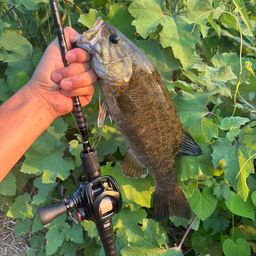 スモールマウスバス