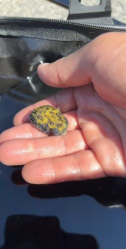 ハリセンボンの釣果