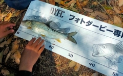 ニゴイの釣果