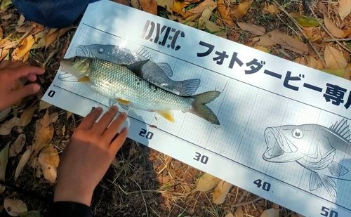 ニゴイの釣果
