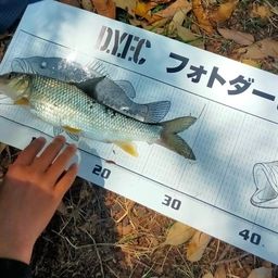 ニゴイ