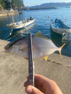ショゴの釣果
