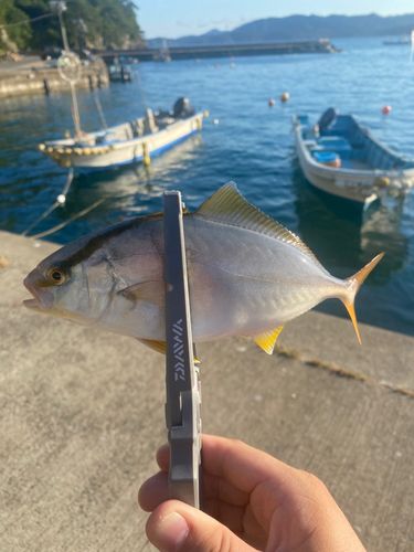 ショゴの釣果