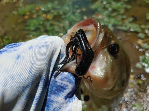 ブラックバスの釣果