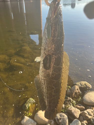 ライギョの釣果