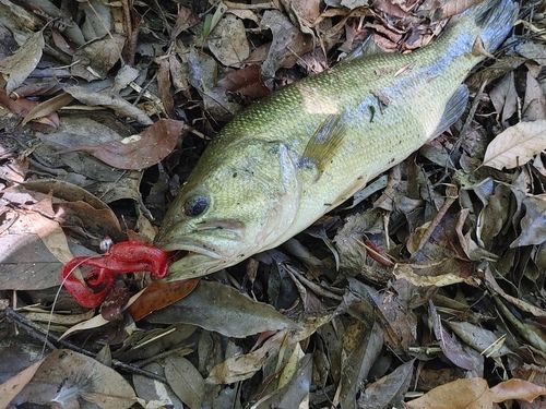 ブラックバスの釣果