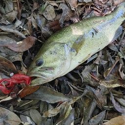 ブラックバス
