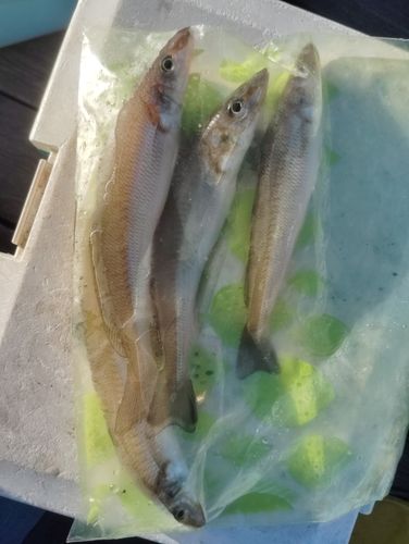 キスの釣果