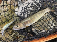 イワナの釣果