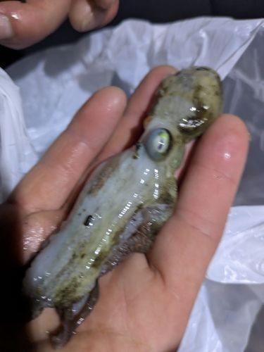 タコの釣果