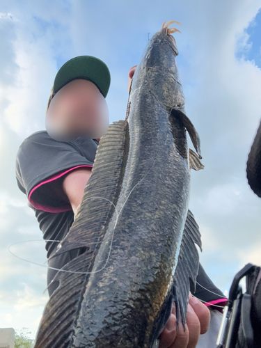 ライギョの釣果