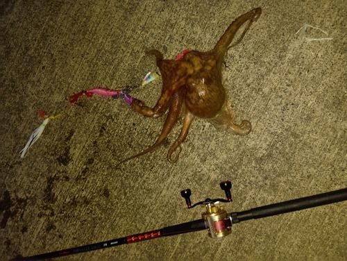 タコの釣果