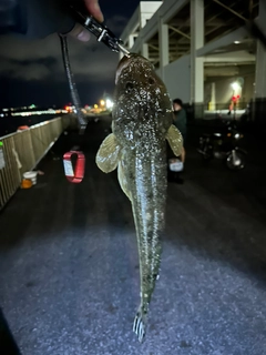 マゴチの釣果