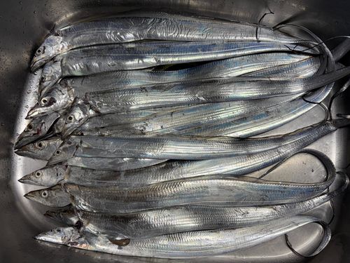タチウオの釣果