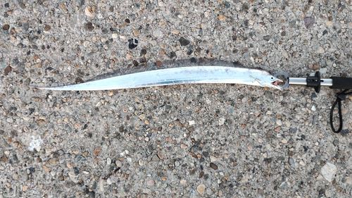 タチウオの釣果