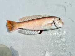 シロアマダイの釣果