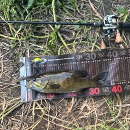 スモールマウスバス