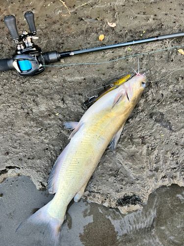 アメリカンキャットフィッシュの釣果