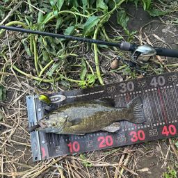 スモールマウスバス