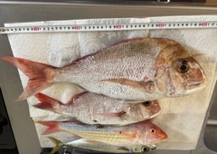 マダイの釣果