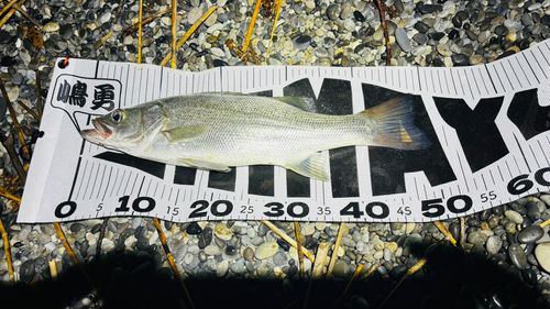 ヒラスズキの釣果