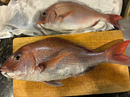 タイの釣果