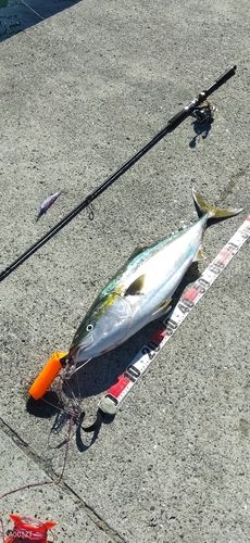 ブリの釣果