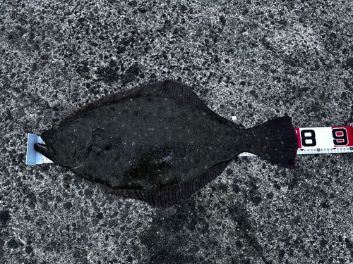 ヒラメの釣果