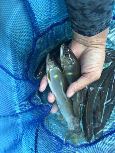 アユの釣果