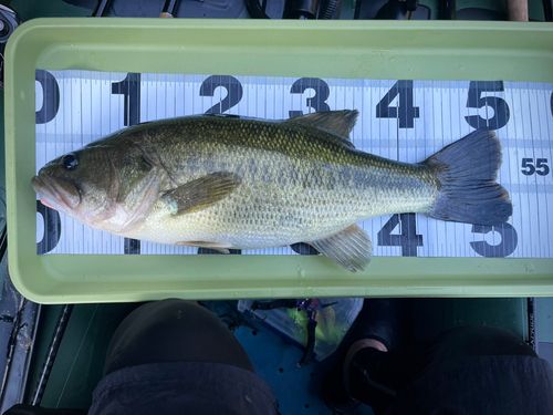 ブラックバスの釣果