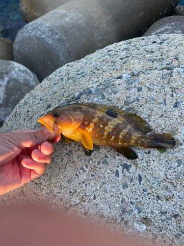 キジハタの釣果