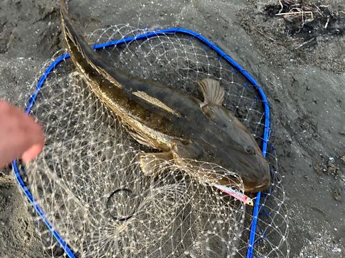マゴチの釣果