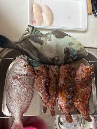 釣果