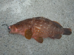 ソイの釣果