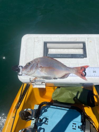 タイの釣果