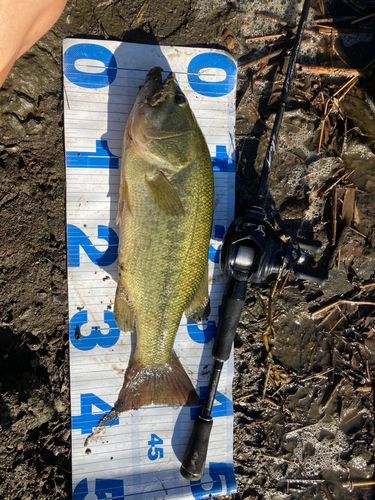 ラージマウスバスの釣果