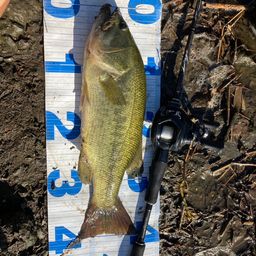 ラージマウスバス