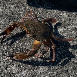 カニ
